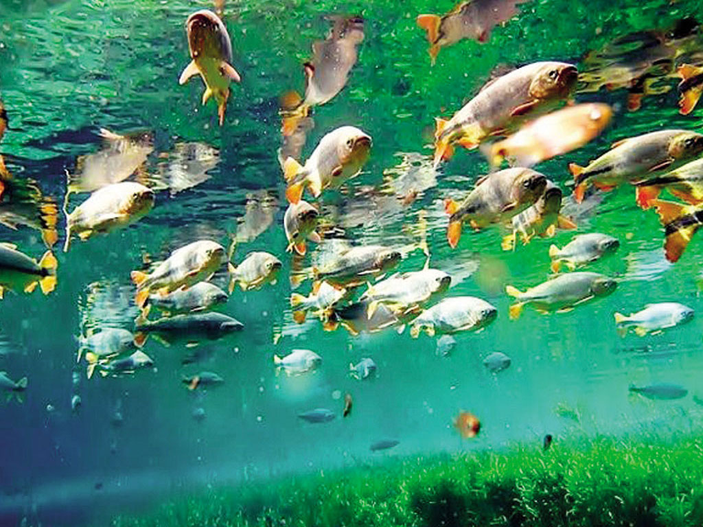 Bonito, Mato Grosso do Sul